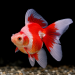 Carassius auratus