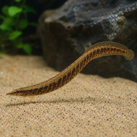 Змиоркa (Mastacembelus sp.)