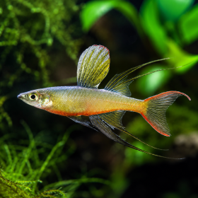 Iriatherina werneri