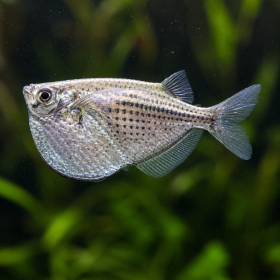 Карнегиела - брадва - сребърна (Gasteropelecus sternicla)