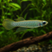 Poropanchax normani