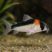 Corydoras adolfoi