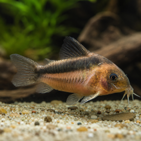 Коридорас Рабаути (Corydoras rabauti)