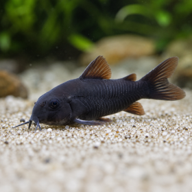 Corydoras schultzei