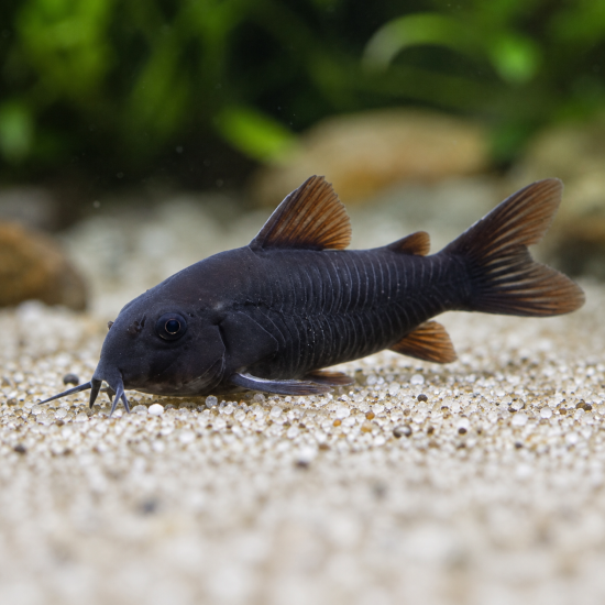 Corydoras schultzei - 1