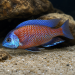 Copadichromis borleyi