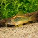 Corydoras sp. CW010