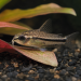 Pygmy Corydoras (Corydoras pygmaeus)