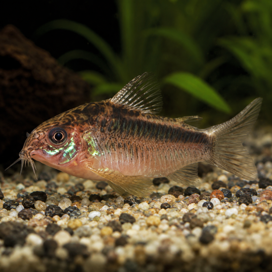 Коридорас Елеганс (Corydoras elegans) - 1