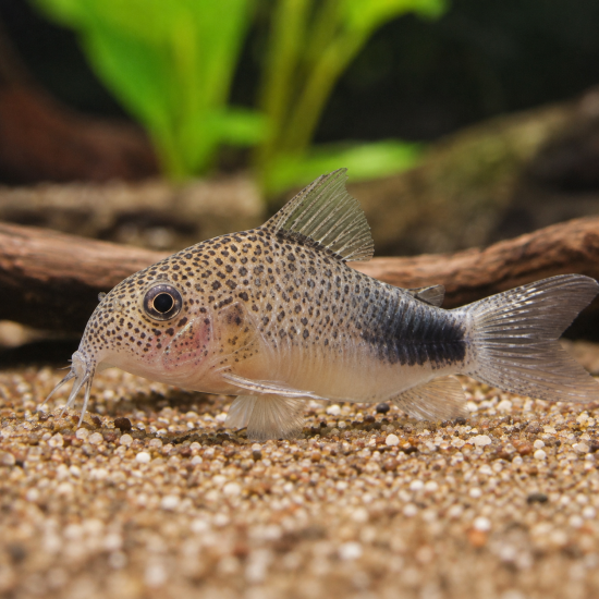 Corydoras similis - 1
