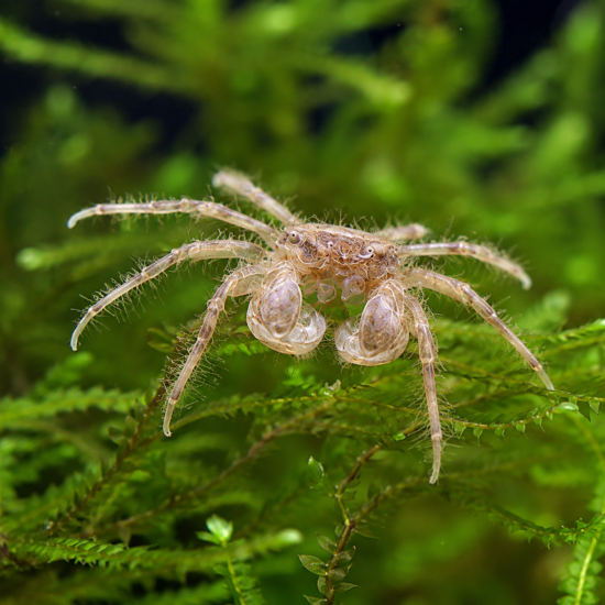 Crab - Micro Thai (Limnopilos naiyanetri) - 1