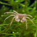 Crab - Micro Thai (Limnopilos naiyanetri)