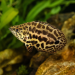 Leopard Bush Fish (Ctenopoma acutirostre)