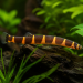 Kuhli Loach (Pangio kuhlii)
