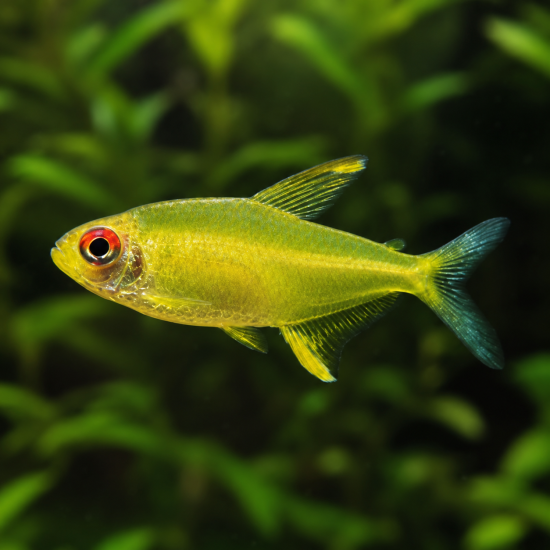 Лимонена тетра (Hyphessobrycon pulchripinnis) - 1