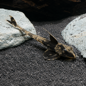 Rio Atabapo Whiptail (Loricaria sp. "Rio Atabapo")