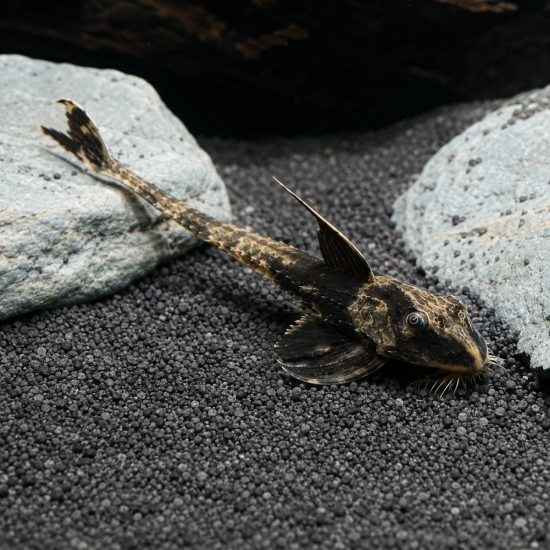Rio Atabapo Whiptail (Loricaria sp.  - 1