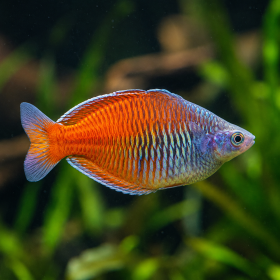 Melanotaenia boesemani