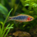 Danio erythromicron