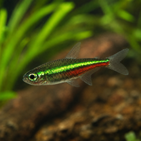 Green Neon Tetra (Paracheirodon simulans)
