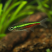 Green Neon Tetra (Paracheirodon simulans)