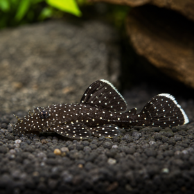 Starlight Bristlenose Pleco (Ancistrus dolichopterus)