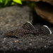 Starlight Bristlenose Pleco (Ancistrus dolichopterus)