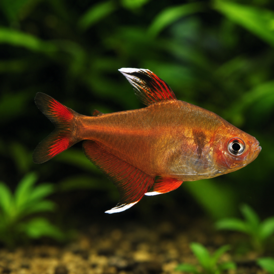 Орнатус (Hyphessobrycon bentosi) - 1