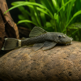 Ancistrus sp. Green Dragon