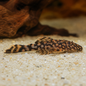 Ancistrus sp. Rio Paraguay