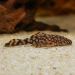 Ancistrus sp. Rio Paraguay