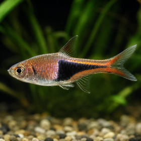 Harlequin Rasbora (Trigonostigma heteromorpha)