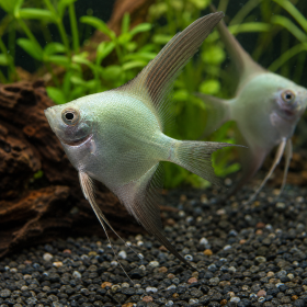 Bulgarian Green Angelfish (Pterophyllum scalare)