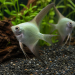 Bulgarian Green Angelfish (Pterophyllum scalare)