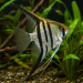 Angelfish (Pterophyllum scalare)