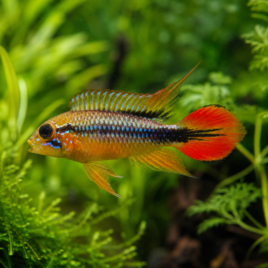 Apistogramma agassizii - 1