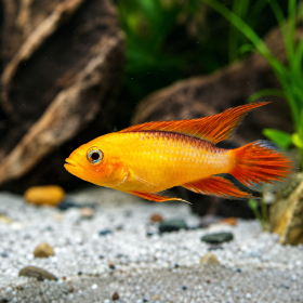 Apistogramma agassizii
