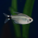 Kitty Tetra (Hyphessobrycon heliacus)