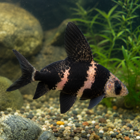 Chinese High-Fin Banded Shark (Myxocyprinus asiaticus)