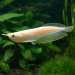 Albino Silver Arowana (Osteoglossum bicirrhosum)