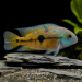 Nicaraguan Cichlid (Hypsophrys nicaraguensis)