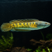 Channa sp. Giant Golden