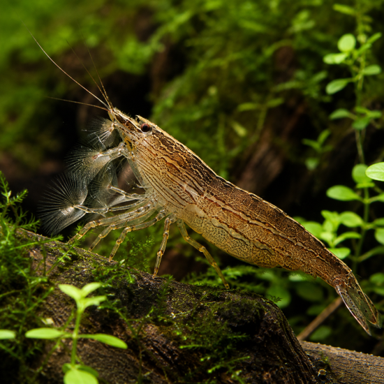 Bamboo Shrimp (Atyopsis moluccensis) - 1