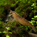 Bamboo Shrimp (Atyopsis moluccensis)