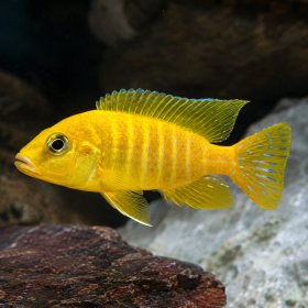 Peacock Cichlid (Aulonocara sp.)
