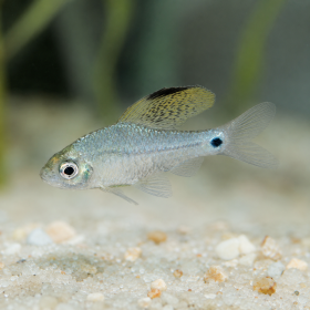 Drape Fin Barb (Oreichthys crenuchoides)