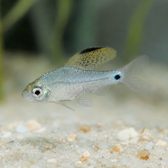 Drape Fin Barb (Oreichthys crenuchoides) - 1