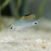Drape Fin Barb (Oreichthys crenuchoides)