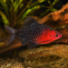 Black Ruby Barb (Puntius nigrofasciatus)