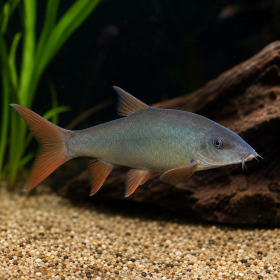 Redtail Botia (Yasuhikotakia modesta)